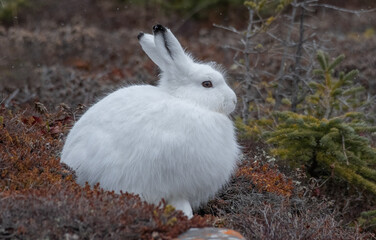 Arctic hare in the wild