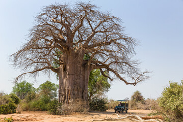 Large Boabab tree near safari vehicle in Lower Zambezi National Park, Zambia, Africa.