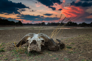 Cape Buffalo skull at sunrise, South Luangwa Park, Zambia, Africa.