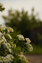 White flowers in nature