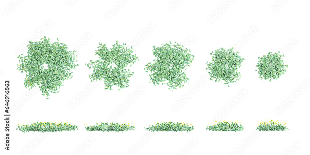 Poster collection of zephyranthes,rain lily trees with ground shadows, cutout with transparent background, 