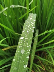 close up of rice plant leaves with dew drops