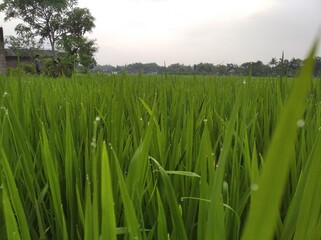 close up of rice plant leaves with dew drops