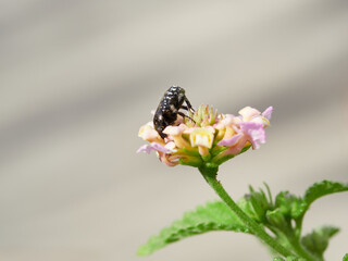 Macro of plant with beautiful out of focus background