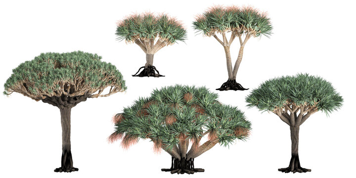 Set of photorealistic 3D rendering of Dracaena draco trees with ground shadows, cutout with transparent background, great for digital composition and architecture visualization