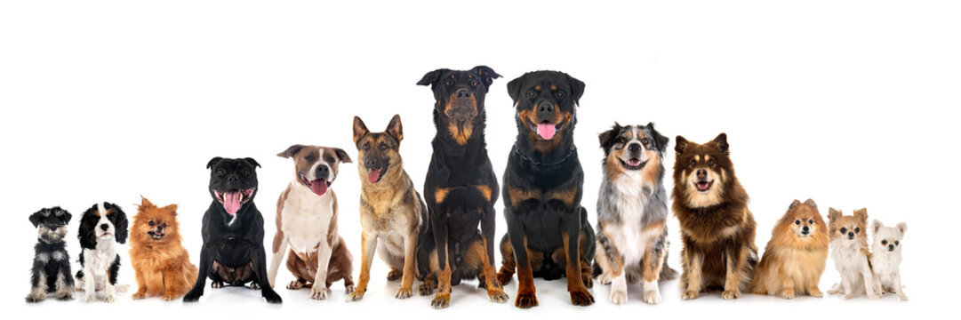 group of dogs