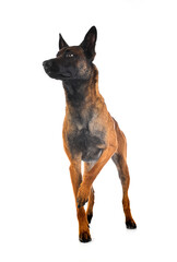 malinois in studio