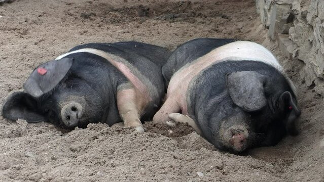 A couple of pigs lie next to the sty