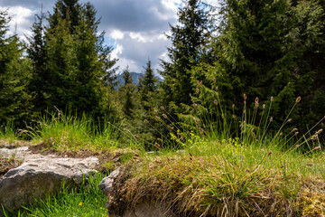 Grass and moss on an old natural stone wall overlooking the forest and clouds in the sky