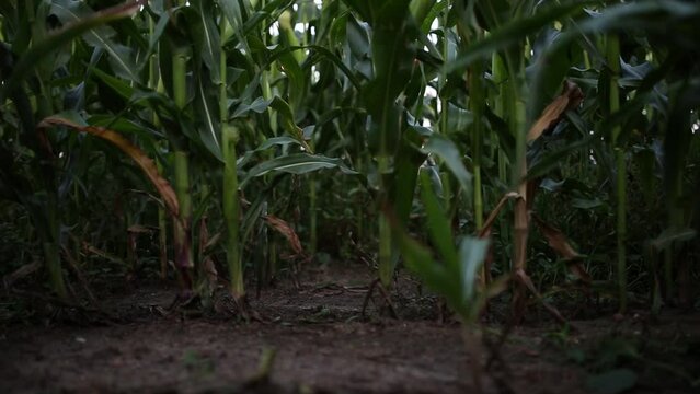 curly young woman runs away in a corn field in a dress alone in the evening, the concept of a confusing labyrinth and fear.