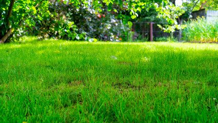 Fototapeta na wymiar bright green lawn in shade of hazel tree on bright summer sunny day, lawn in the backyard