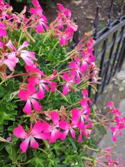 Garden with pink Ivy geranium and metal fence