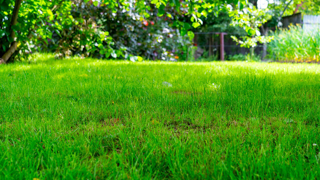 bright green lawn in shade of hazel tree on bright summer sunny day, lawn in the backyard