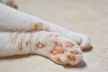 Cat toe beans close up.  Cat sleeping on the floor at home.  Happy tabby cat resting in a house.  Copy space is on the right.