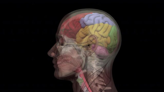 Human Head Anatomy - Brain Map - Rotating Loop - Alpha Channel - Abstract 3D animation related to biology, anatomy, medicine, psychology, culture, technology, etc