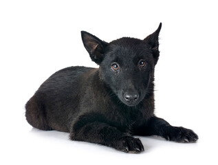  young Schipperke in studio