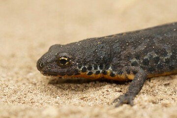 Closeup on a female European alpine newt, Ichthyosaura alpestris sitting on the ground