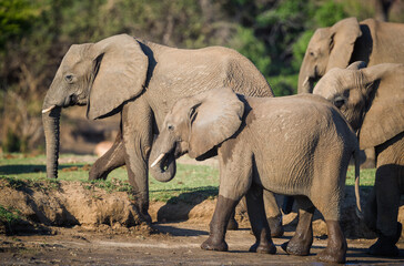 Elephants, Lower Zambezi National Park, Zambia, Africa.