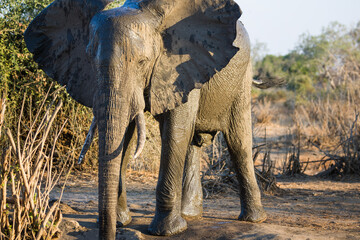 Elephant, Lower Zambezi National Park, Zambia, Africa.