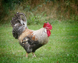Coq Cream Legbar en liberté