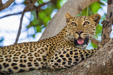 Leopard in tree, South Luangwa National Park, Zambia, Africa.