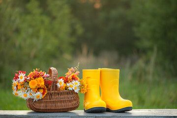 Yellow rubber boots and wicker basket with bright flowers in garden, natural abstract background....