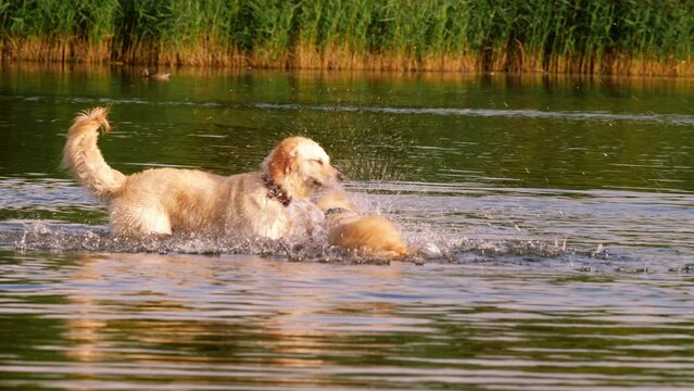 Golden Labrador Retriever dogs playing and splashing in water