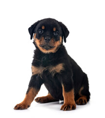 puppy rottweiler in studio