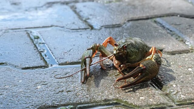 Live freshwater crayfish under spraying water close-up. Green shell and claws. Moves his long antennae. His eyes bulged. Moving river Crawfish.