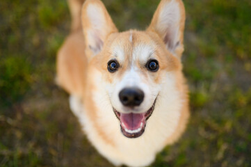 Portrait of a cheerful Welsh Corgi dog looking at the camera, outdoors on green grass on a summer day.