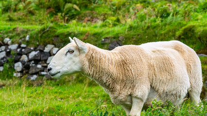 Naklejka na ściany i meble White sheep of typical breed of the Isle of Skye in the north of Scotland, UK.