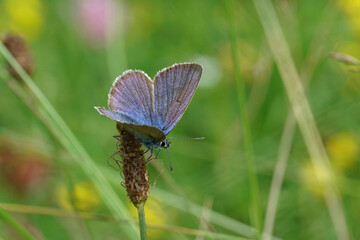 Colorful closeup on a Mazarine blue butterfly, Cyaniris semiargus sitting with open wings in the meadow