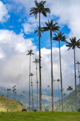 The Cocora Valley ("Cocora" was the name of a Quimbayan princess, and means "water star") is the most beautiful part of Colombia, it is located in Salento in the Quindío department of Colombia