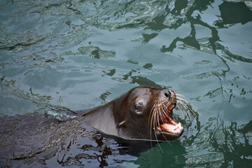Fototapeta premium sea lion swimming and yawning
