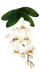 White wild orchid flowers. Tropical plants and flowers on a white background, jungle.