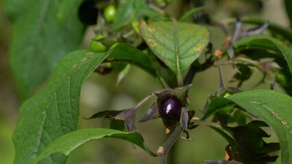 Deadly Nightshade, fruit ripening (Atropa belladonna)- (4K)