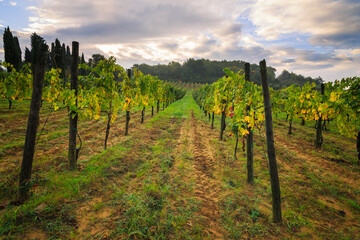 Fototapeta na wymiar Vineyard in Montalcino, Sangiovese, Tuscany, Italy.