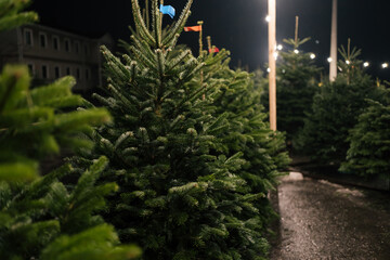 Fototapeta na wymiar Cut nordmann fir trees stand on the street for sale. Christmas tree market. The concept of New Year's holidays