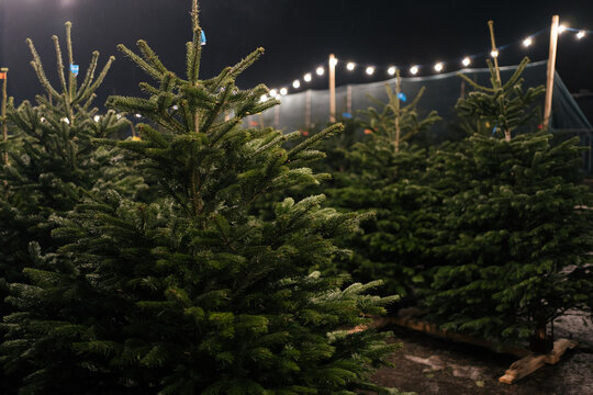 Horizontal image of a green Christmas tree at a Christmas market against a background of bright lights. The concept of celebration, home decoration and coziness