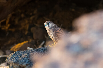 Falcon common kestrel Falco tinnunculus close up