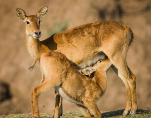 Puka nursing her baby, South Luangwa National Park, Zambia, Africa.


