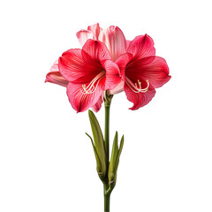 Natural red amaryllis flower and green leaves isolated on white