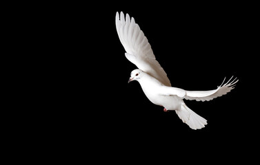 white dove flies with its wings spread on black