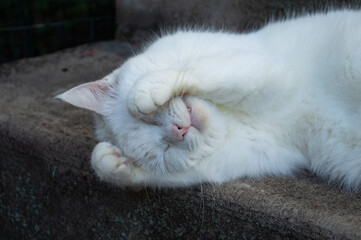 White cat laying on stairs outside