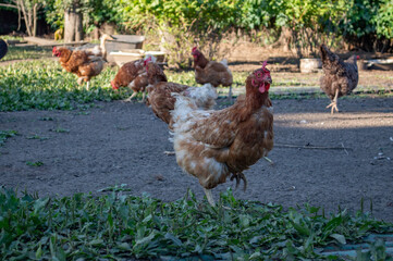 Free range chicken on farm