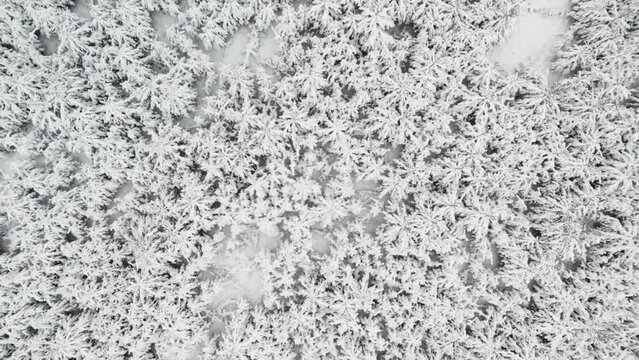 aerial view of the forest, the camera moves away from the trees trees in a snowy forest, pine trees under snow aerial view