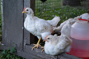 chickens in the farm