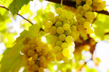 Ripe green grapes in vineyard. Juicy green bunches of grapes hanging on a branch