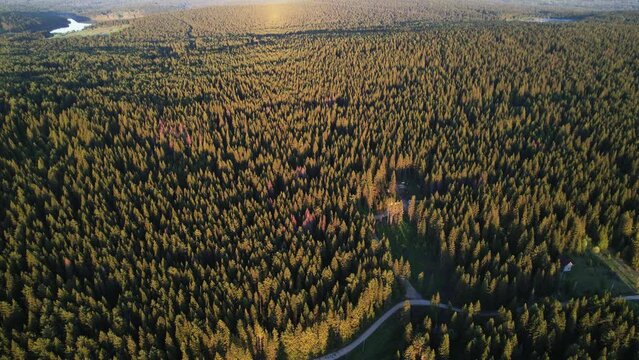 the forest landscape of the summer forest, or in the forest to the horizon, a top view of the forest area. The set of the tree camera will descend down