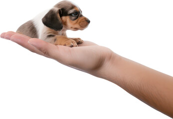 Hand holding a small cute puppy dog, little, pet, PNG, Transparent, isolate.